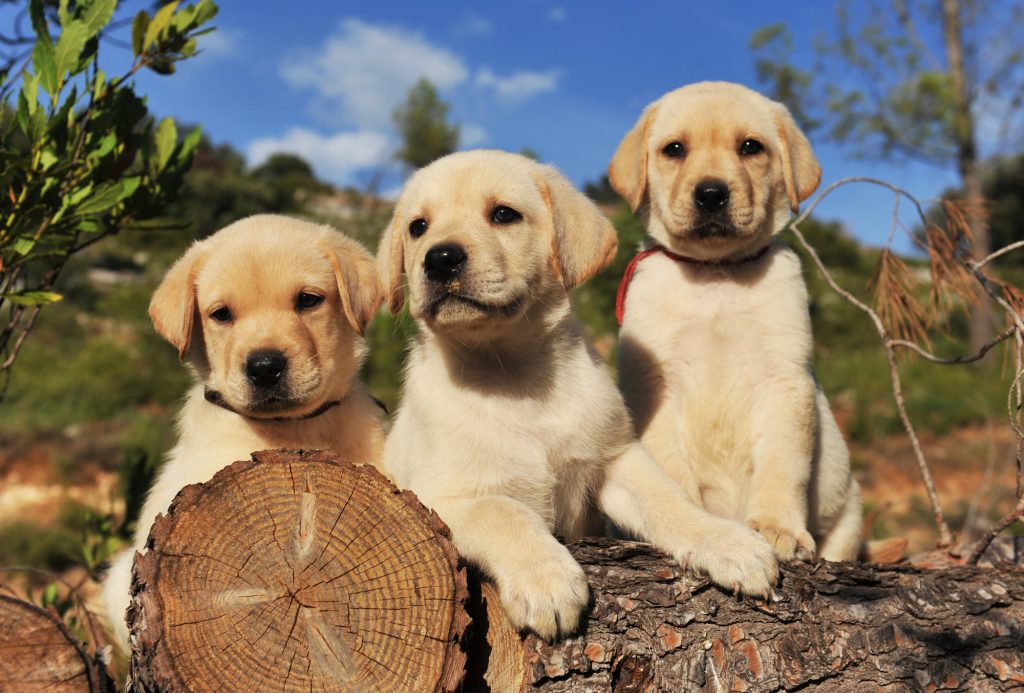 Reico Hundefutter - Welpen lieben es